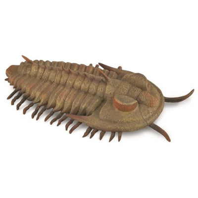 Collecta - Redlichia Rex Trilobite