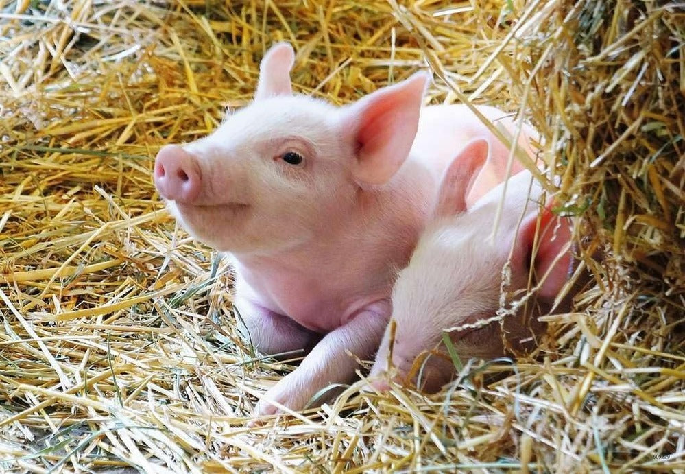 Ravensburger - 2x12pc Farm Animals Puzzle