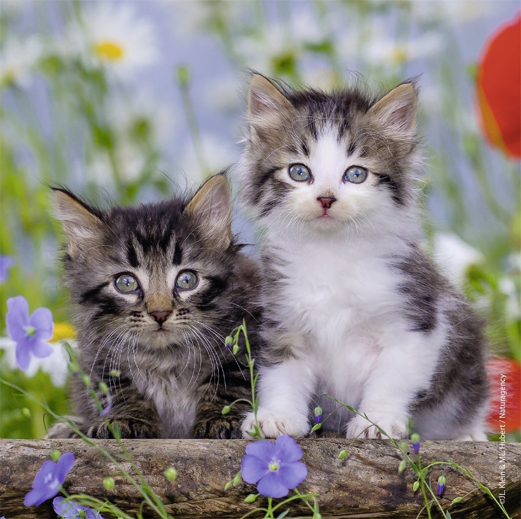 Ravensburger - 3 x 49Pc Kittens Puzzle