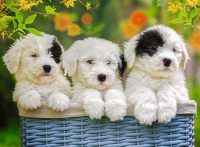 Ravensburger - 200Pc Cuddly Puppies Puzzle