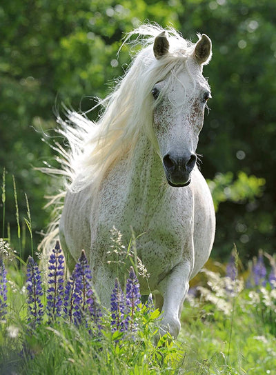 Ravensburger - 100Pc Horse in Flowers Puzzle