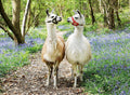 Ravensburger - 100Pc Llama Love Puzzle