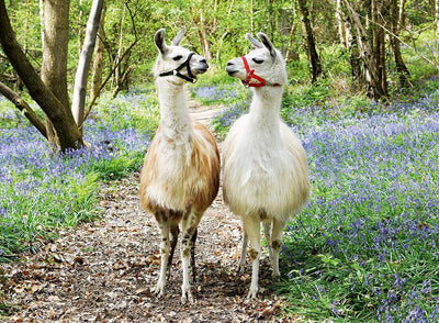 Ravensburger - 100Pc Llama Love Puzzle
