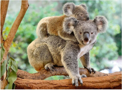 Ravensburger - 200Pc Koala Love Puzzle