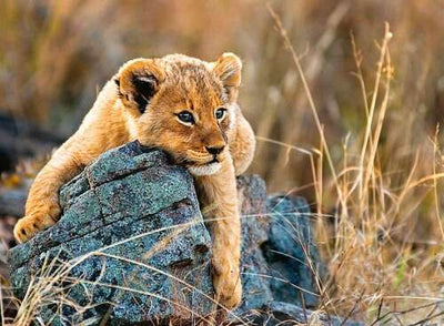 Ravensburger - 200Pc Little Lion Puzzle