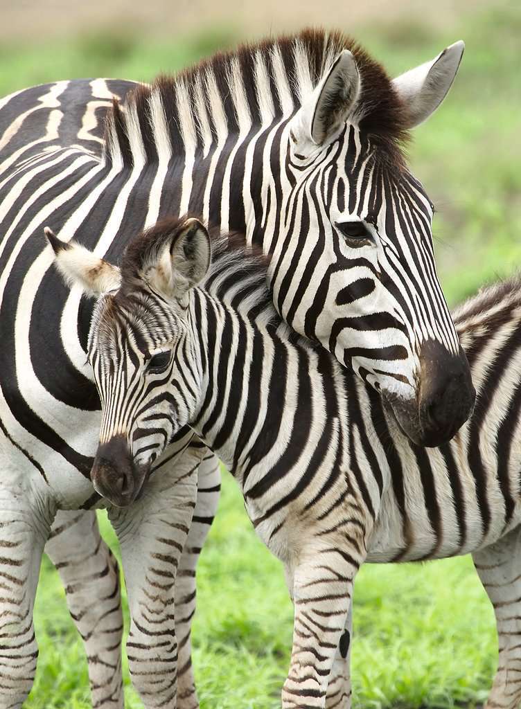 Ravensburger - 300Pc Zebra Love Puzzle