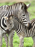 Ravensburger - 300Pc Zebra Love Puzzle