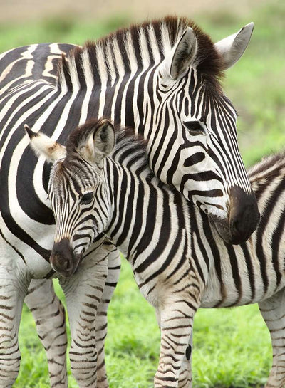 Ravensburger - 300Pc Zebra Love Puzzle