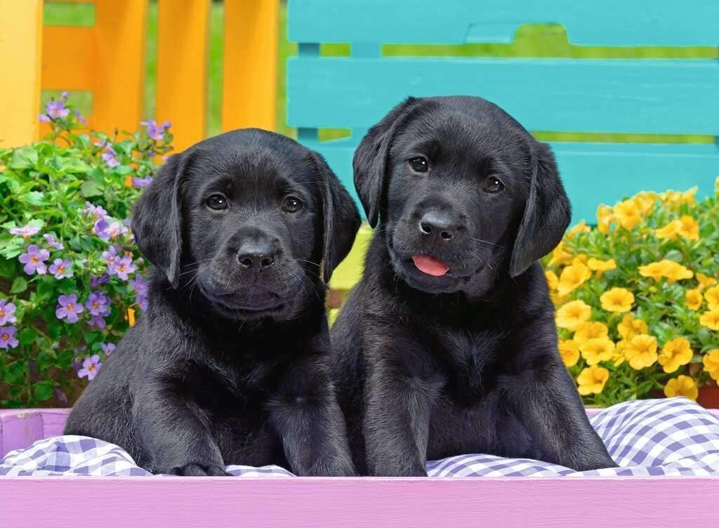 Ravensburger - 300Pc Puppy Life Puzzle