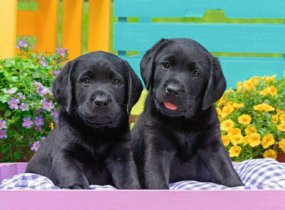 Ravensburger - 300Pc Puppy Life Puzzle