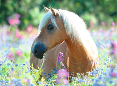 Ravensburger - 300Pc Wildflower Pony Puzzle