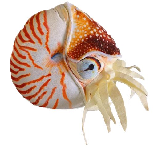 Huggable - Grace Nautilus Shell
