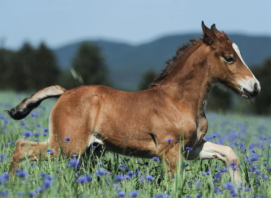 Ravensburger - Colt in the Field Puzzle 150pc