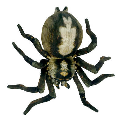 Huggable - Sebastian Spider